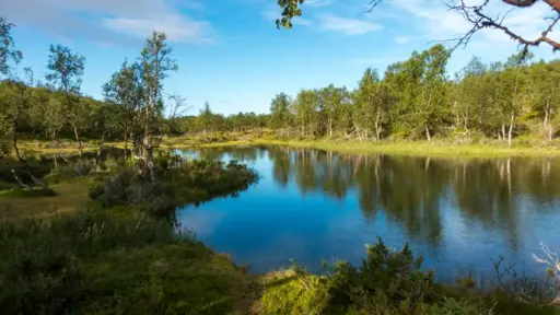 Morgenstimmung am See Ristenašjávri Ein spiegelglatter, blauer See namens Ristenašjávri, in dessen klarem Wasser sich ein dichter Gürtel aus grünen Moorbirken unter blauem Himmel spiegelt, umgeben von Heidelandschaft im Vordergrund.