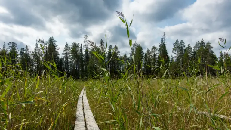 Sumpf auf dem Karhunkierros Bohlenweg durch Sumplandschaft, im Hintergrund Wald