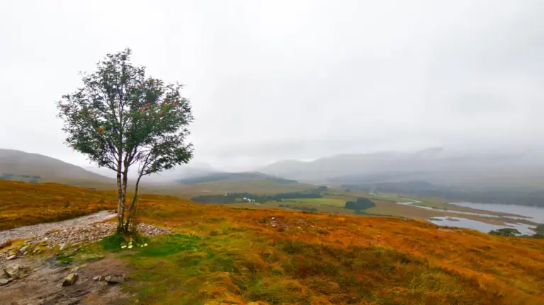 Blick vom Mam Carraigh hinab auf Loch Tulla und Inveroran Eine einzelne, grüne Eberesche steht auf einer herbstlich orange-braunen Hügelkuppe neben einem steinigen Wanderweg. Im Hintergrund erstreckt sich eine weite Ebene mit einem großen, verzweigten See, dichten Kiefernwäldern und wolkenverhangenen Bergen unter einem trüben, weißen Himmel.