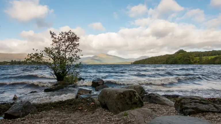 Blick über Loch Lomond zum Ben Lomond, West Highland Way. Ein steiniges Seeufer mit einem kleinen Baum im seichten Wasser, im Hintergrund blickt man über die Wellen des Loch Lomond auf das breite Bergmassiv des Ben Lomond unter blauem Himmel.
